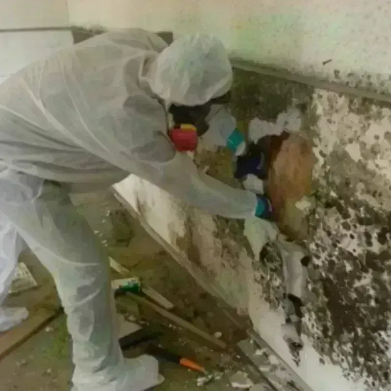 Mold Remediation and Removal in Wacousta, MI